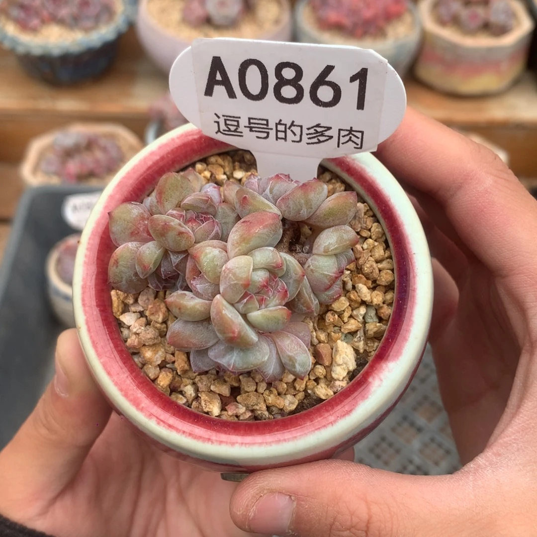 A0861 福利 星影小群 有砍 6cm