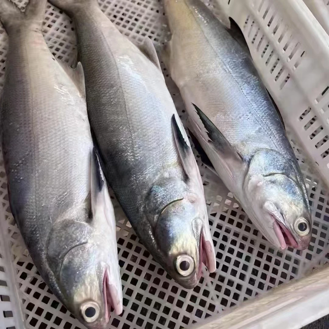 S【广东本港野生海鲜】马友，午鱼