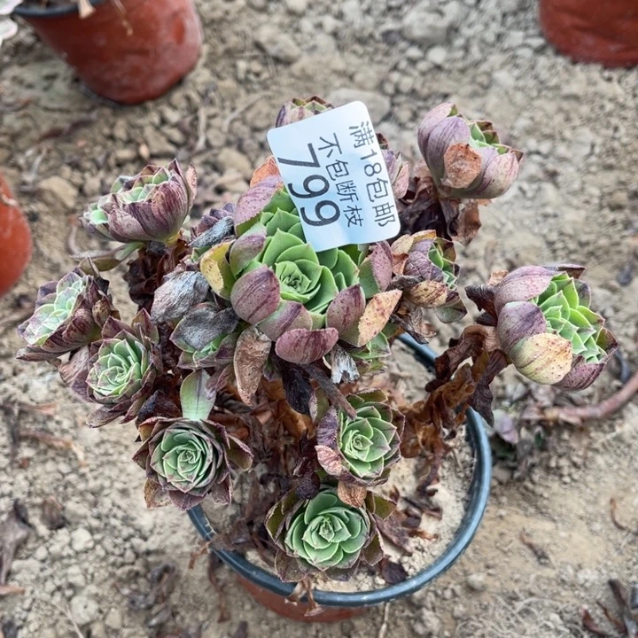 799万拉丝小手捧1北