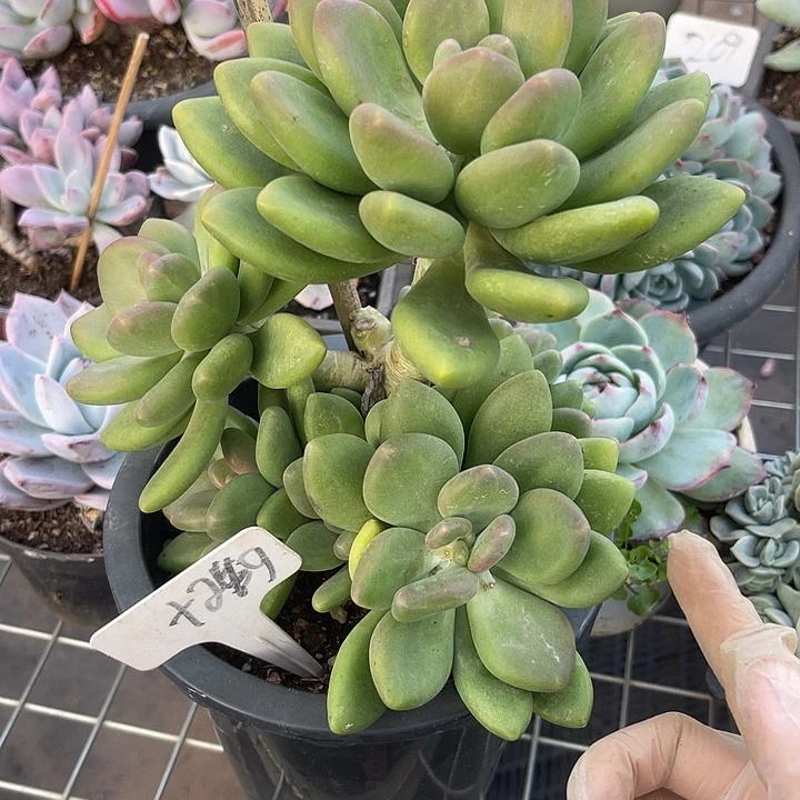 两单包邮，一物一拍249芒果奶