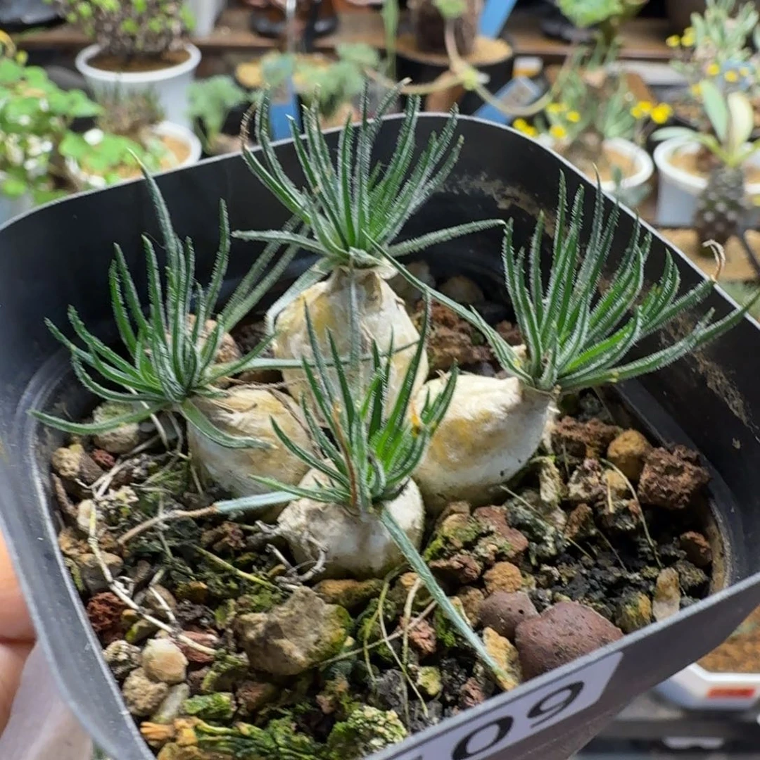 谁****毛叶迷你海葱109 仙人球