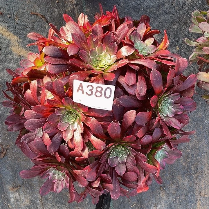 紫嫣脂380 多肉植物