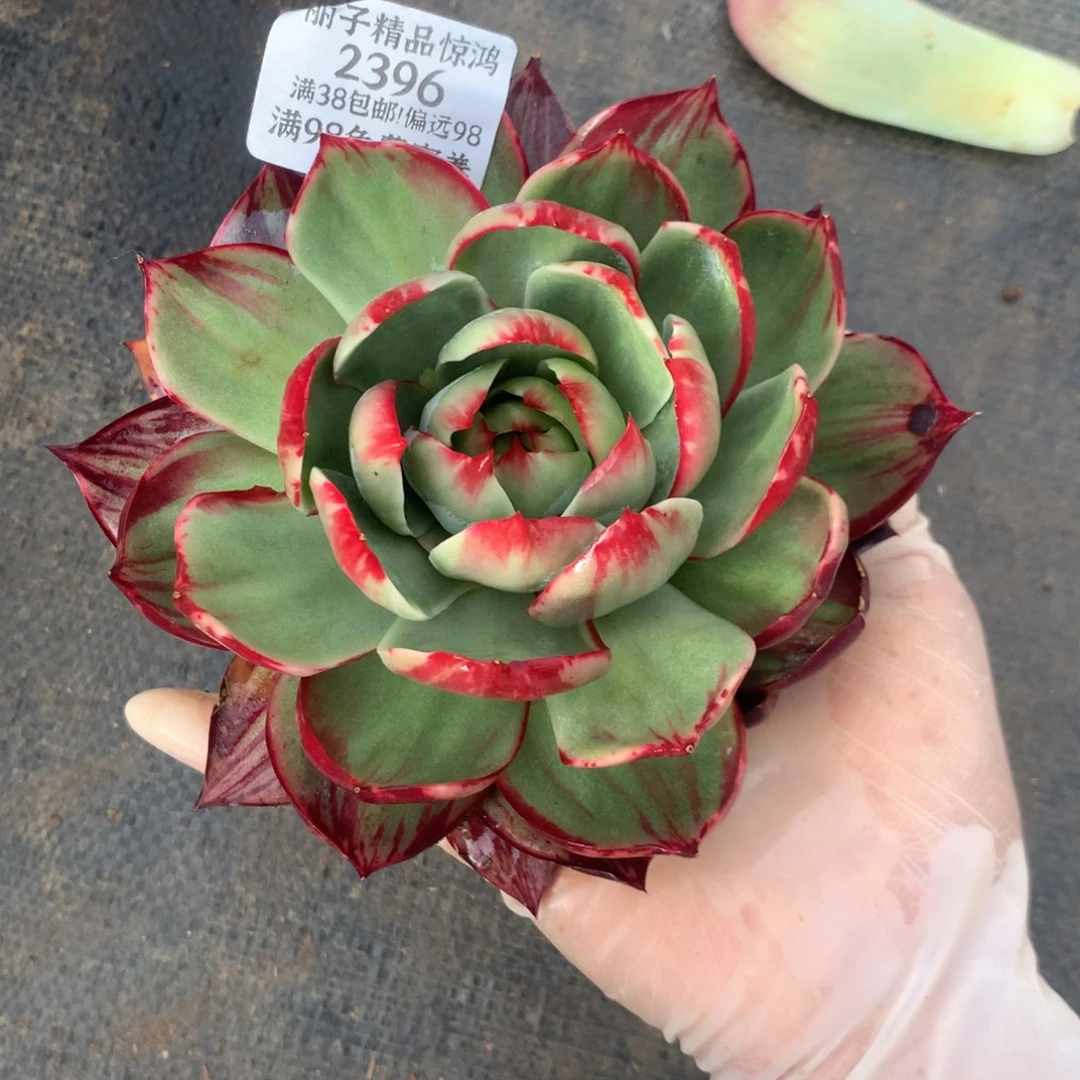 2396号多肉植物惊鸿13厘米