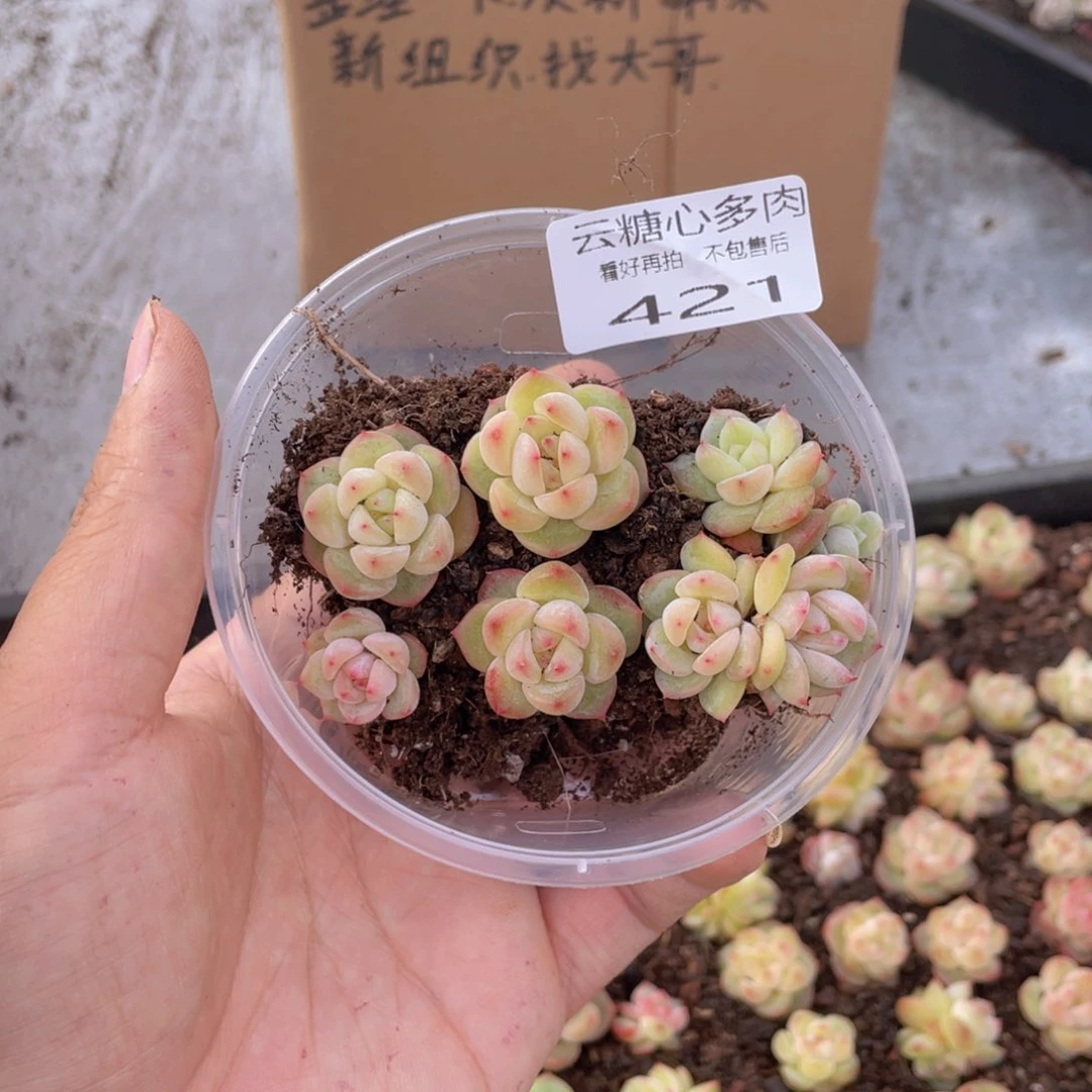 云糖心多肉植物421