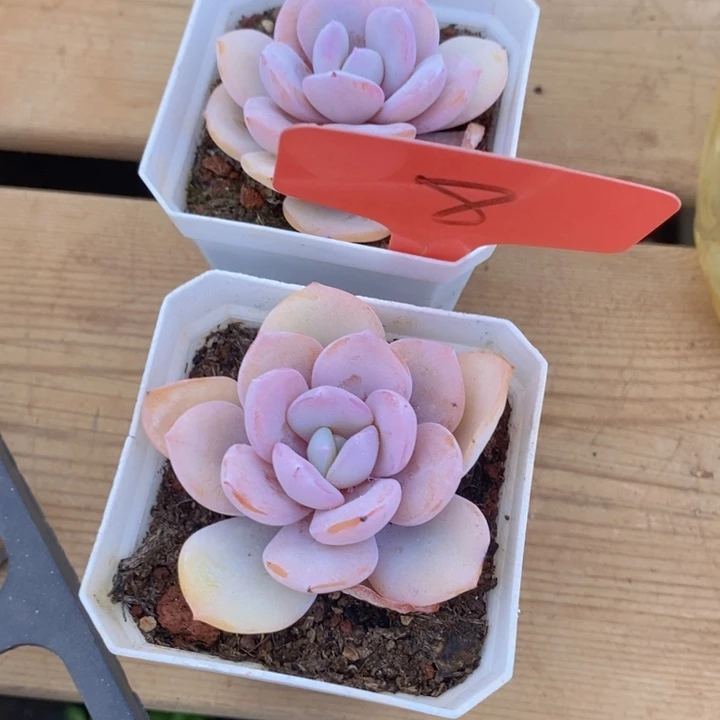 英***子这个点睡起来都会