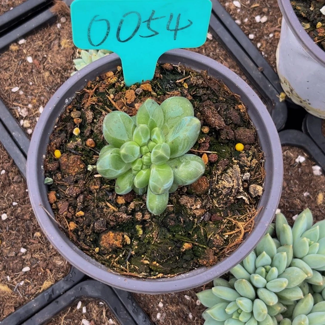 鱼****0054下午多肉植物群生