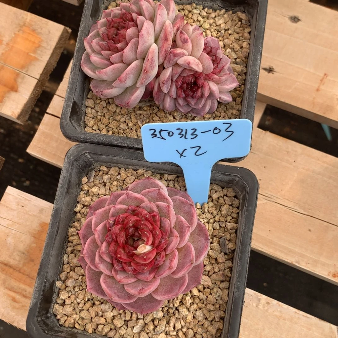 爱****哥350313-03天鹅绒2