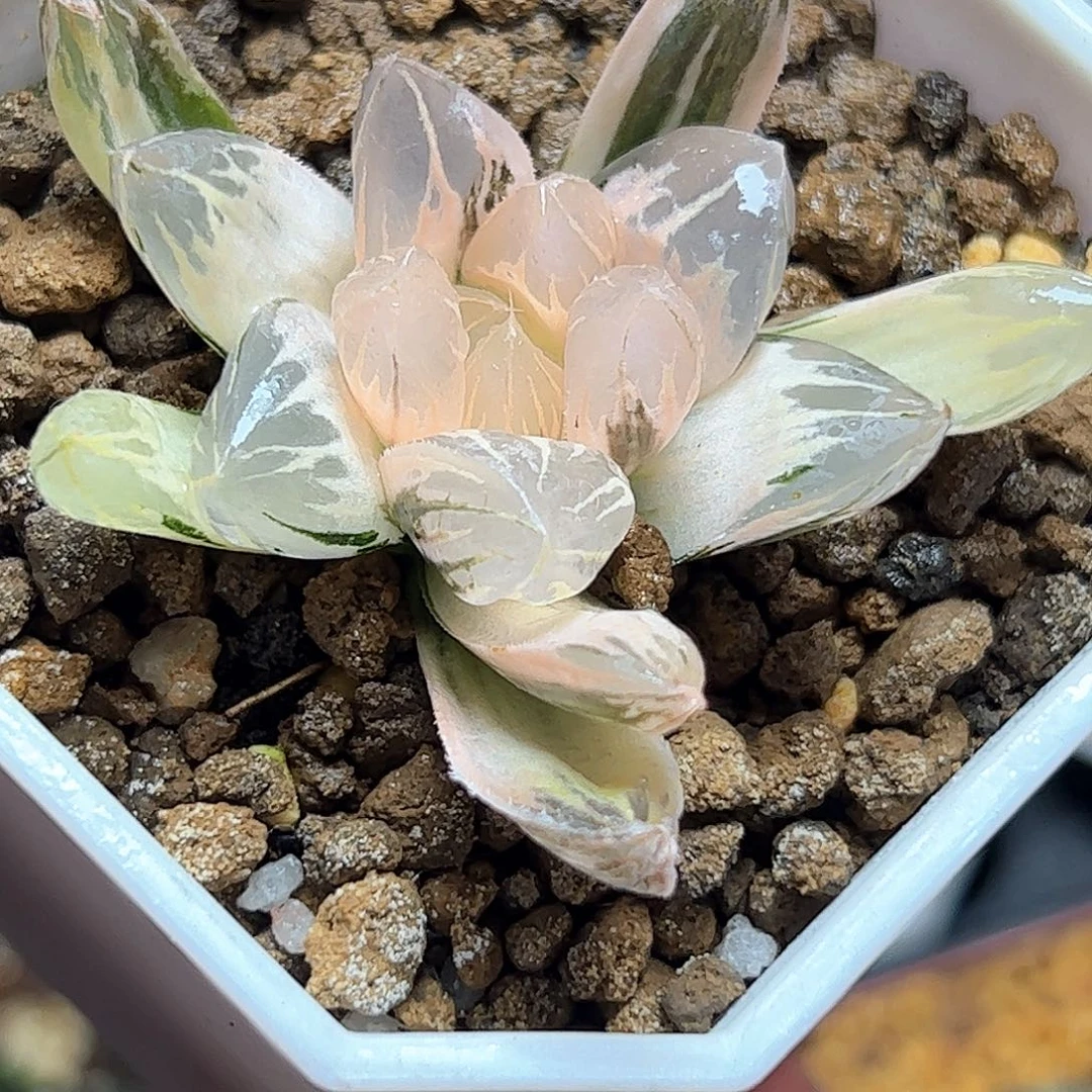 糊斑水晶锦十二卷多肉