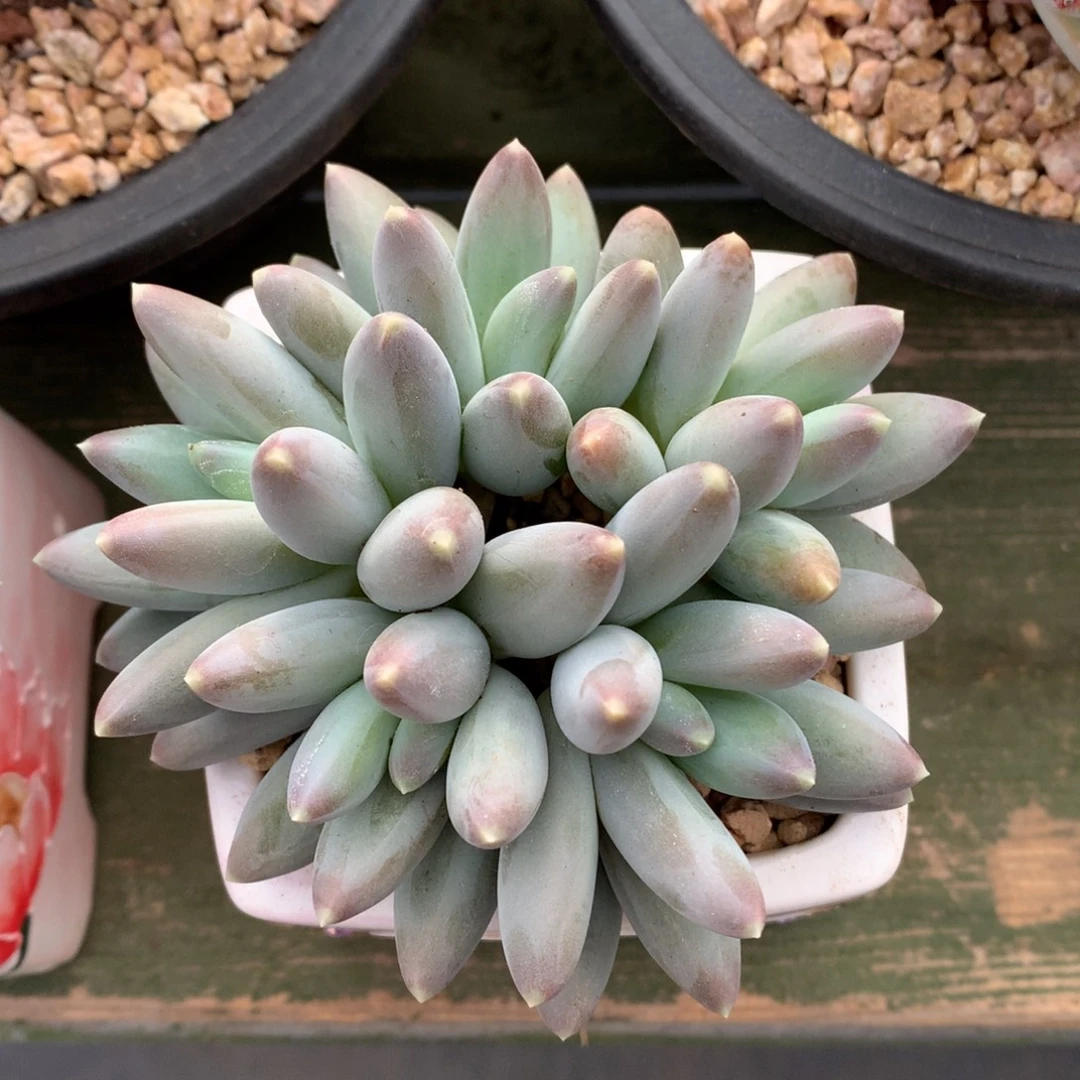 我们家的小姐姐们