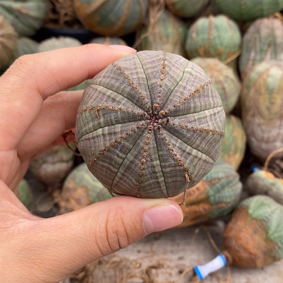 31欧系实生布纹球一物一拍