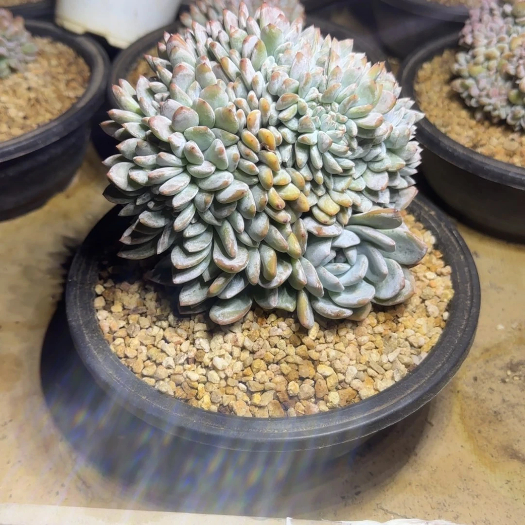 沐****院多肉植物一物一拍