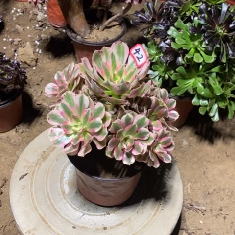 粉女巫捧花一物一拍