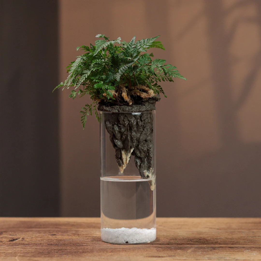 全套成品创意桌面苔藓微景观生态瓶真绿植办公室懒人养鱼造景植物