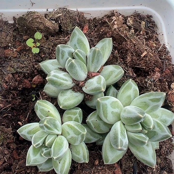 青花瓷美人一物一拍