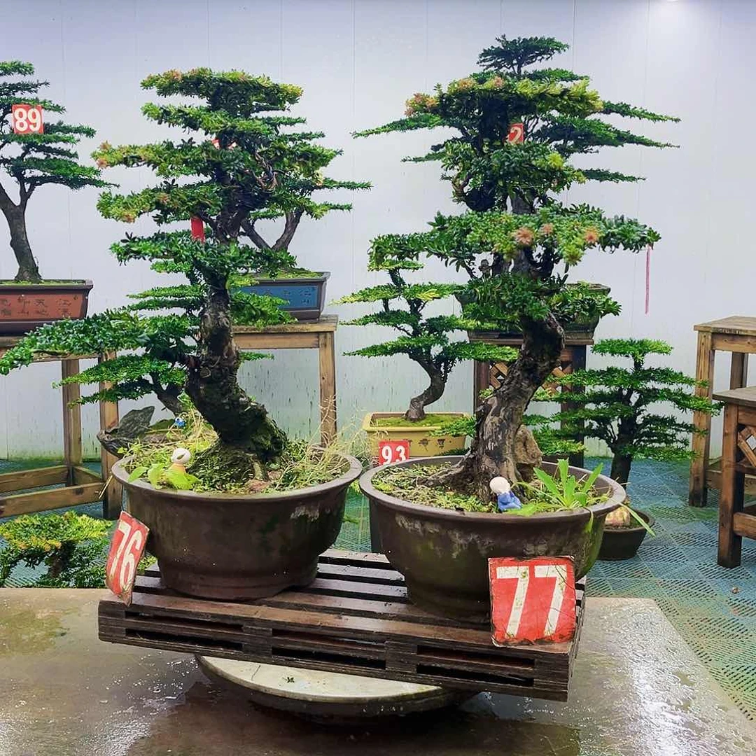 完全开放罗汉松盆景艺术