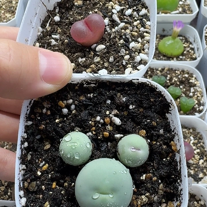 回***忆老马生石花鸽子蛋2568