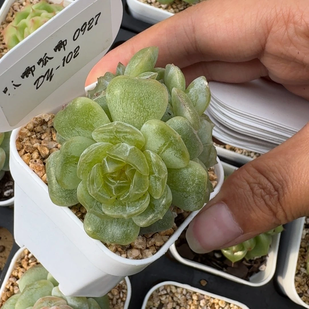 0927-102-彩色恋人