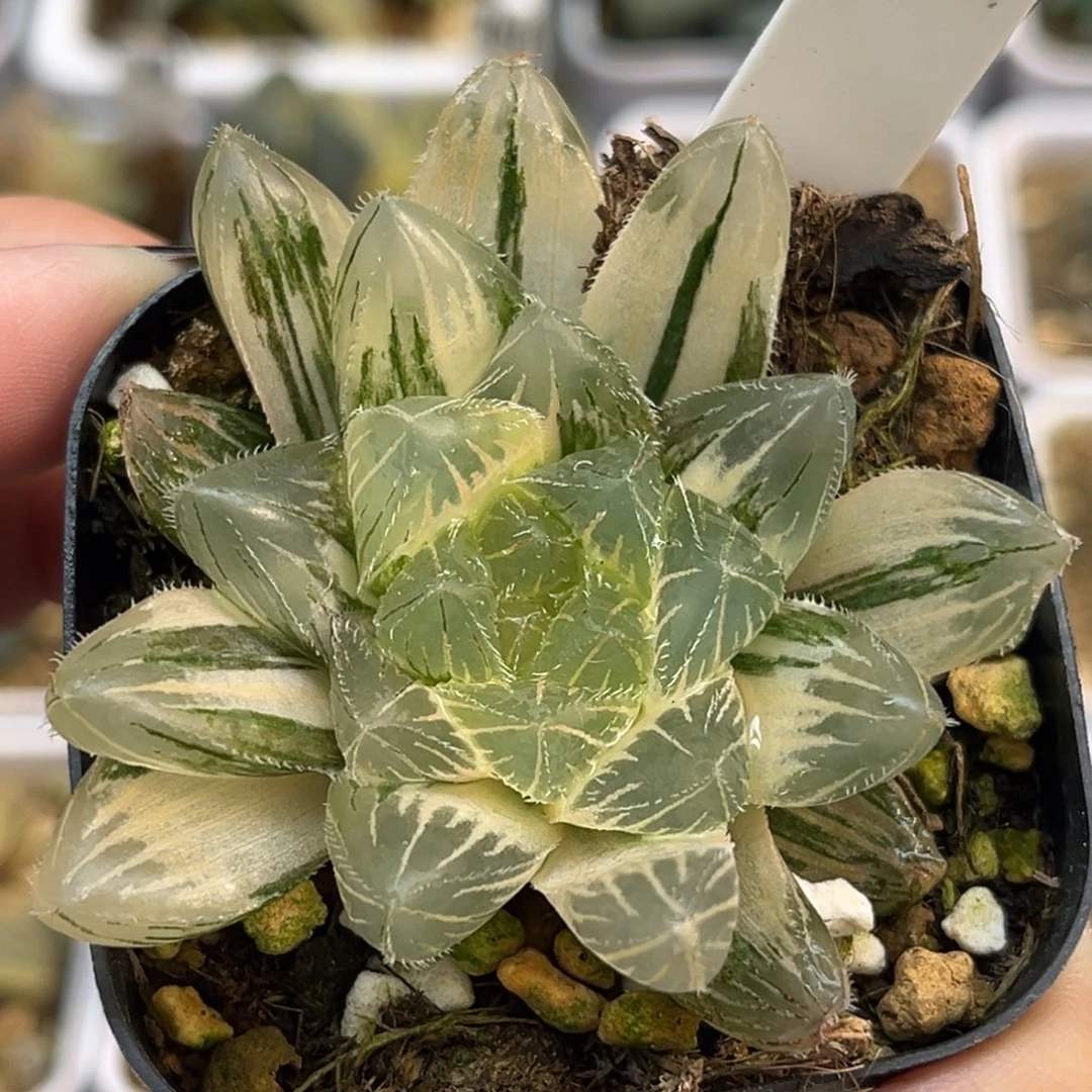 75糊斑趋势特大蓝镜玉露锦