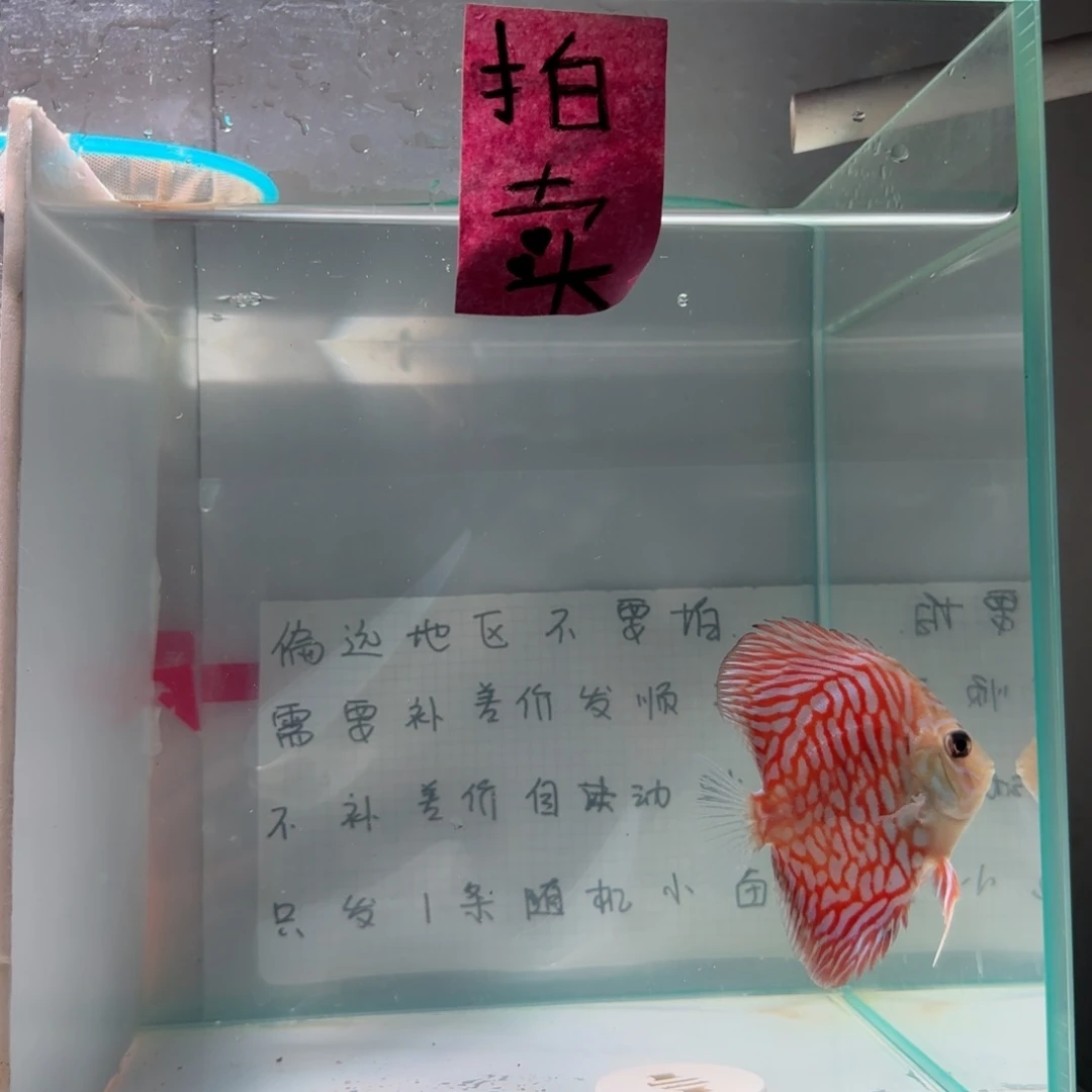 七彩神仙鱼肉身7左右，偏远地区不要拍