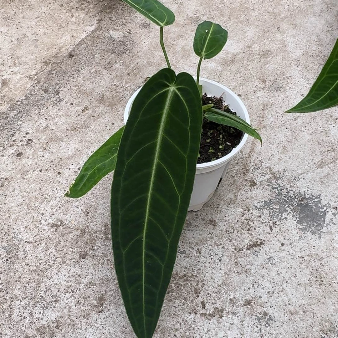 二***人完全开放一物一拍K191