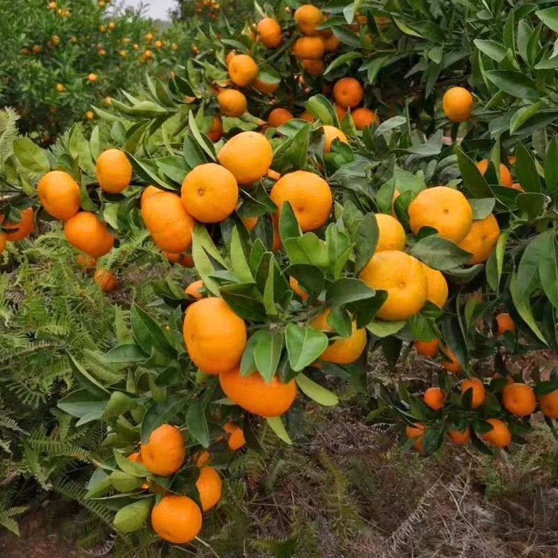 现摘现发，南丰，南丰桔子，南丰蜜桔