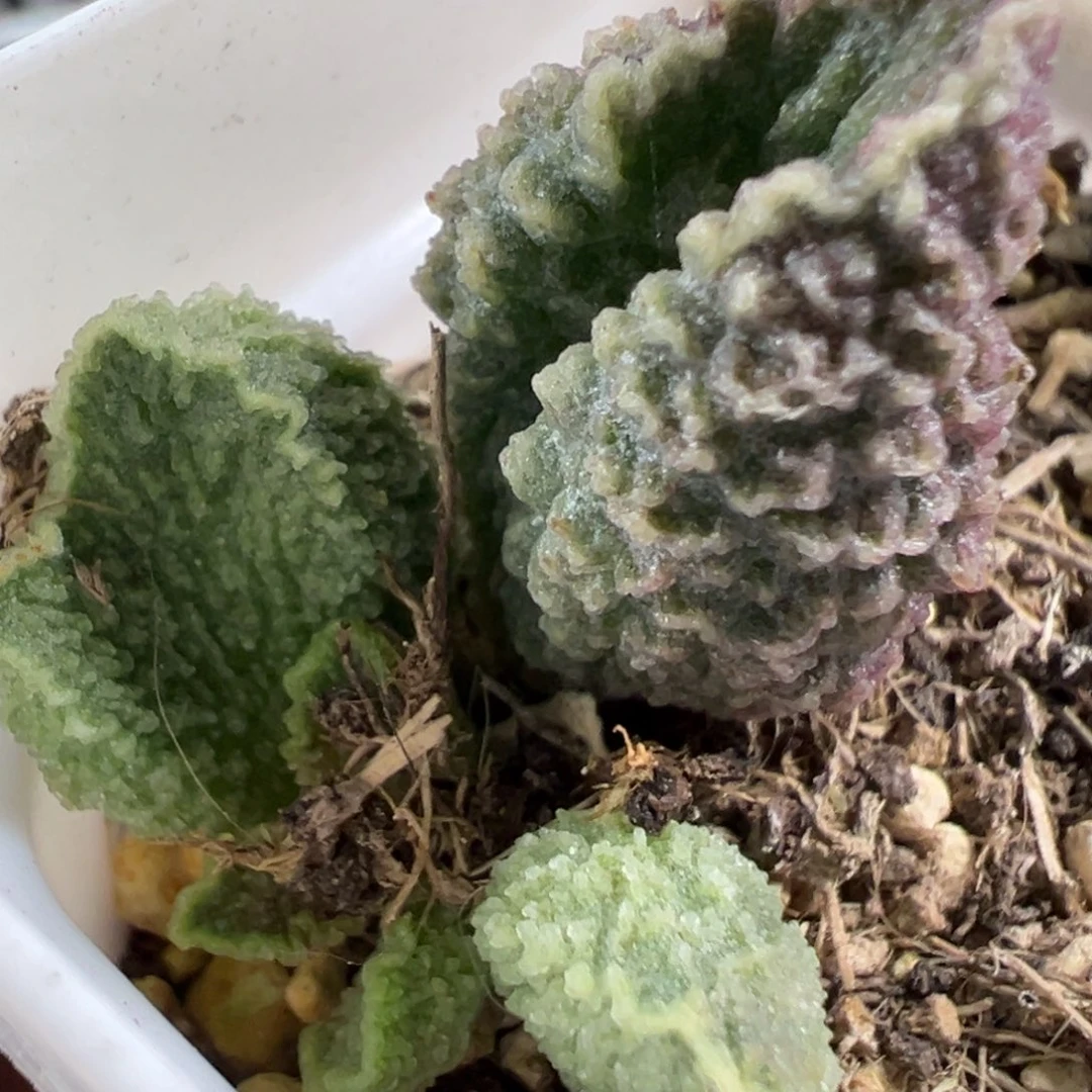 w波浪边深纹路款实生新品