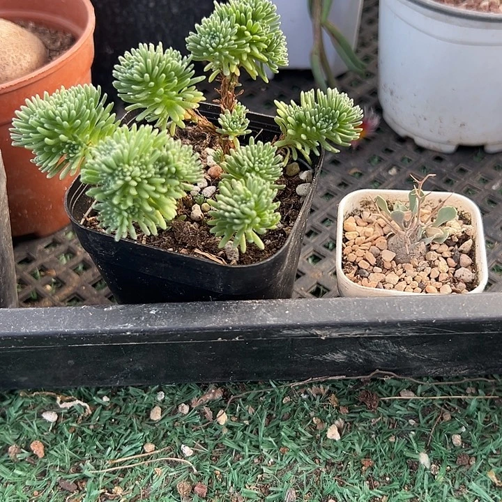 球松➕黑鬼殿，带盆，一物一拍