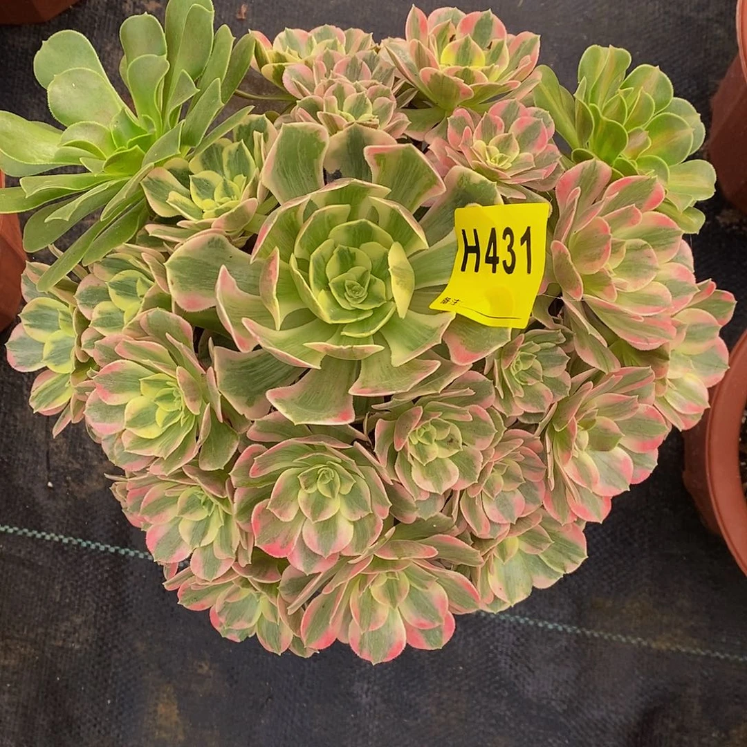 431粉女妖阴阳333333333