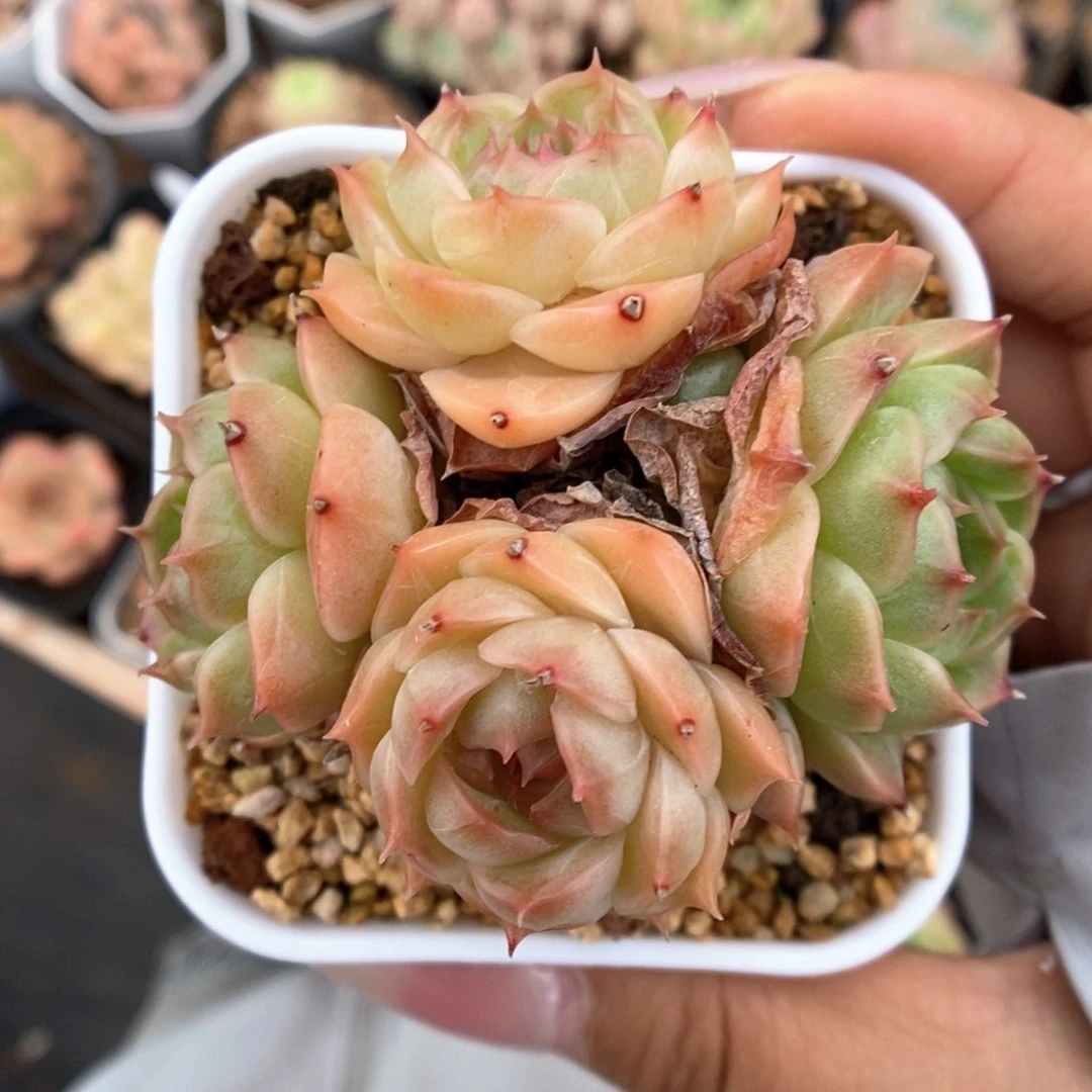 珍妮麦秆群生45号。