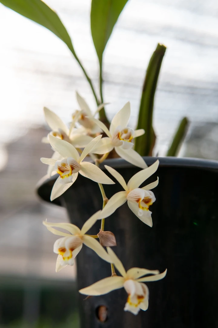 小盆栽摆件栗鳞贝母兰浓香品种好养活露天大棚种植室内白花花卉