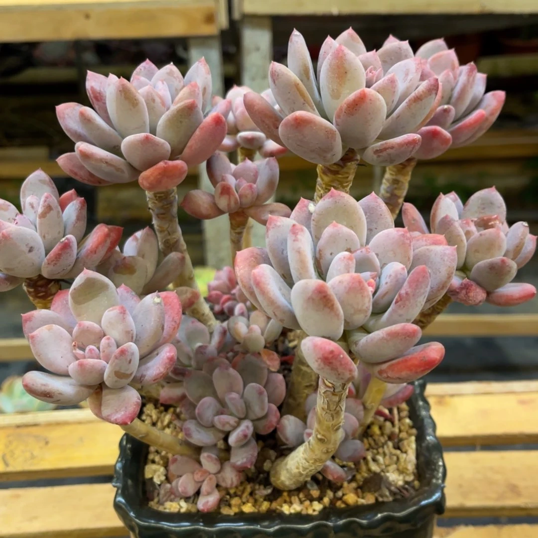 漠*3737833853355353