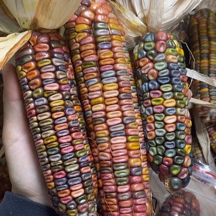 手串/手链橄榄核?****。