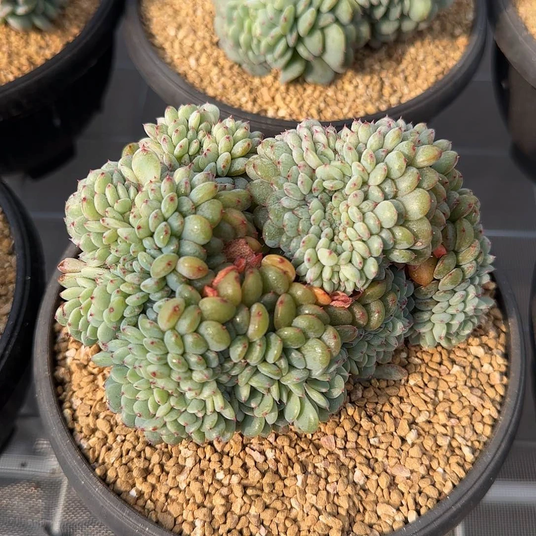 从前慢甄选多肉编号白胖子缀