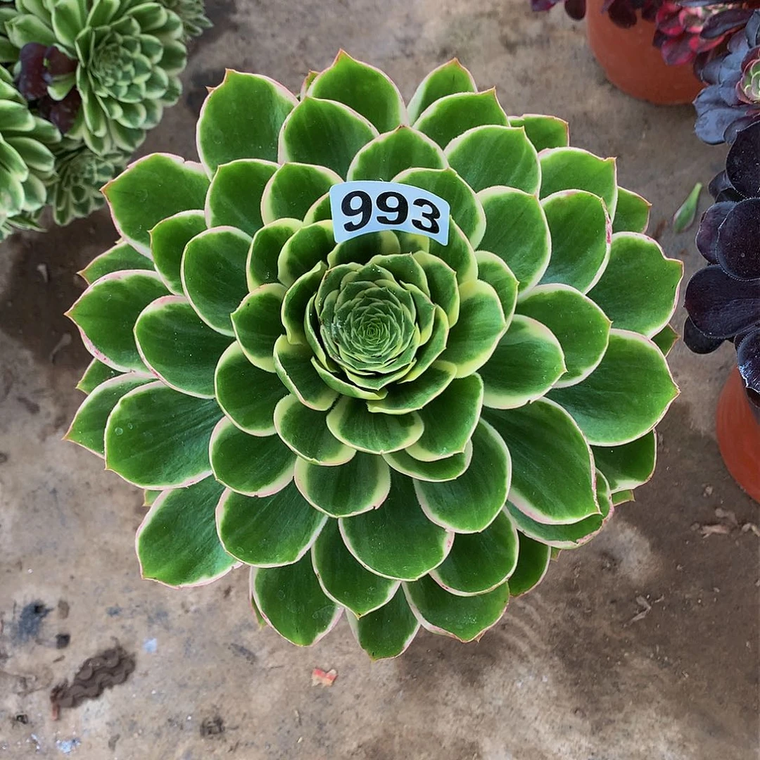 菜*多肉大叶绿玫瑰993