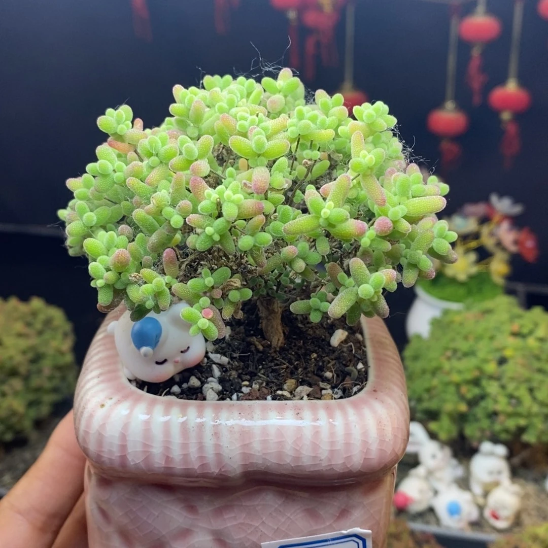无花朵942号蜜橘糖球枝干（带盆）