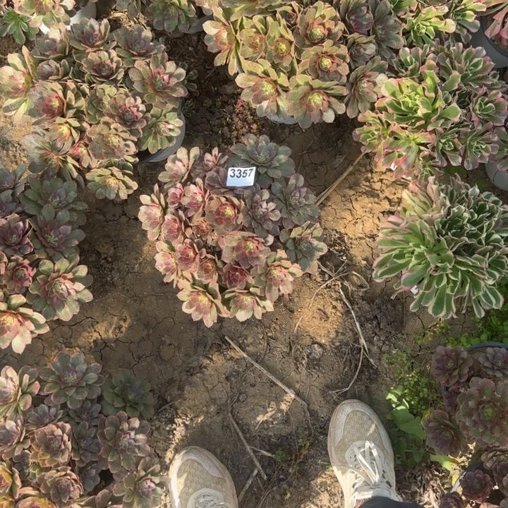 3357莲花座清棚处理不包断枝