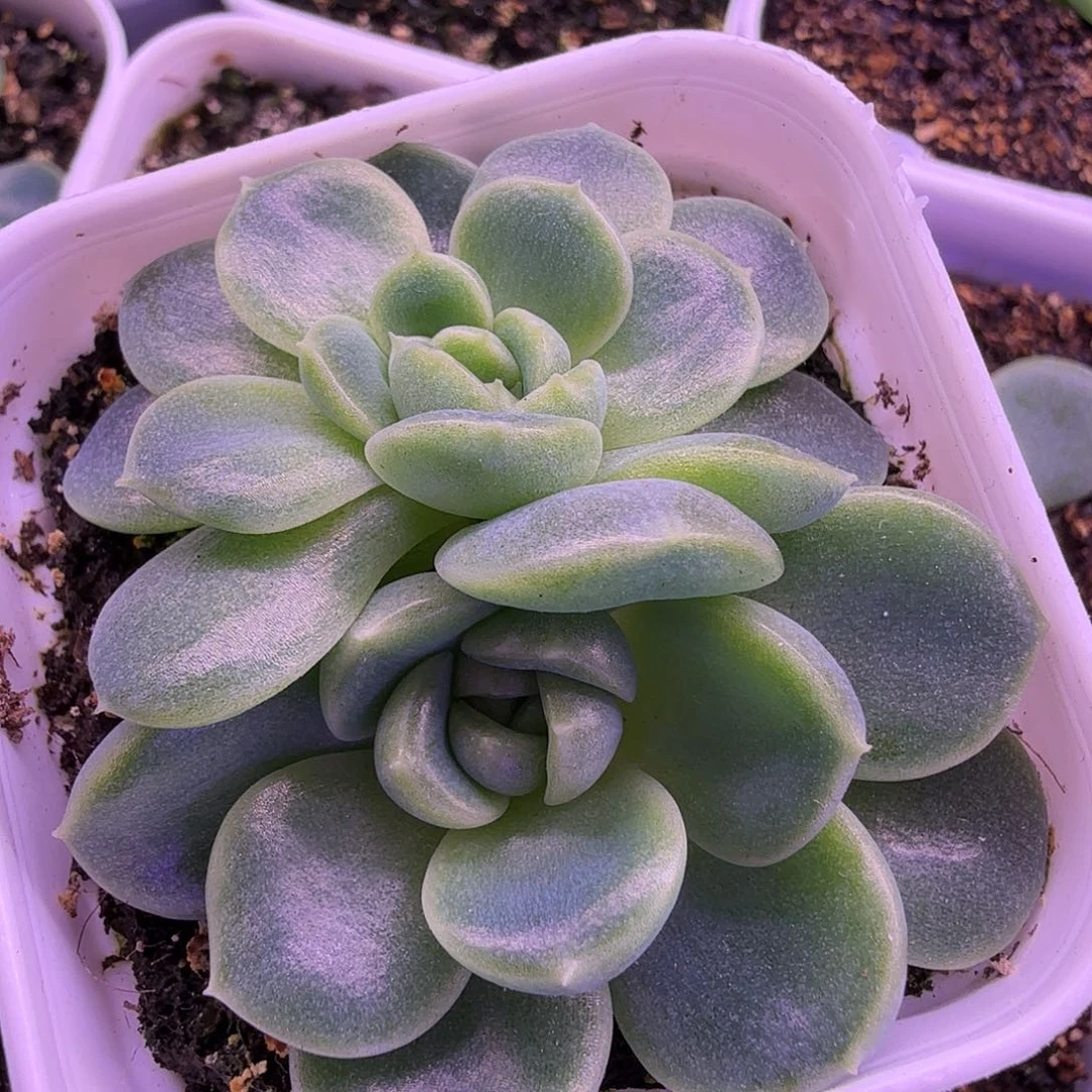 财富密码暴富叶插苗一物一拍