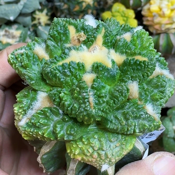 福利苗接龟甲740