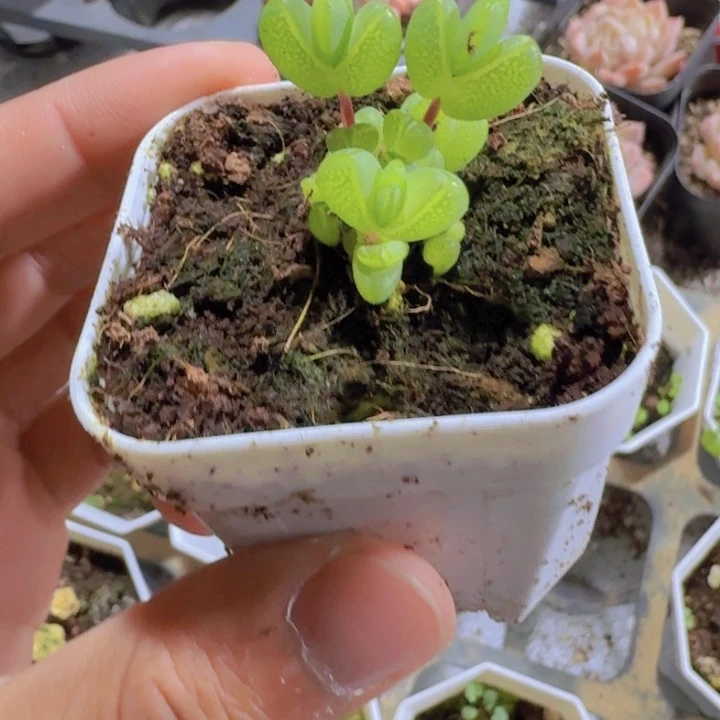 爱心枝干五厘米盆一颗