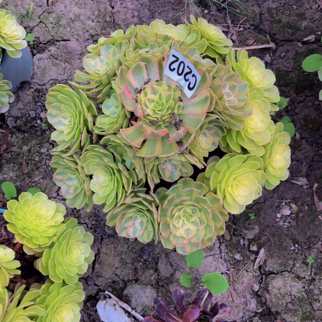 雨荷法师26////36包邮