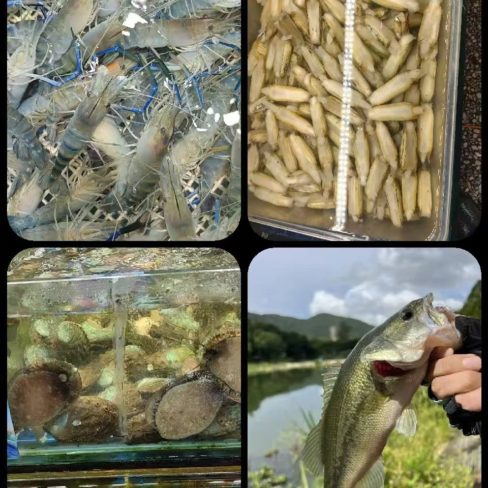 罗丝虾一斤活卢鱼1条10头鲍6个圣子一斤