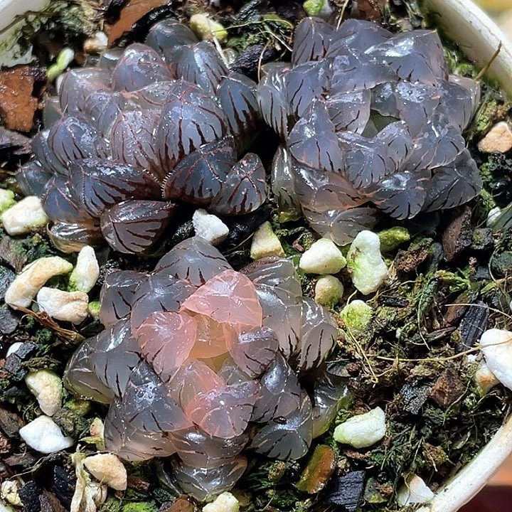 829拼盘一套特选福利