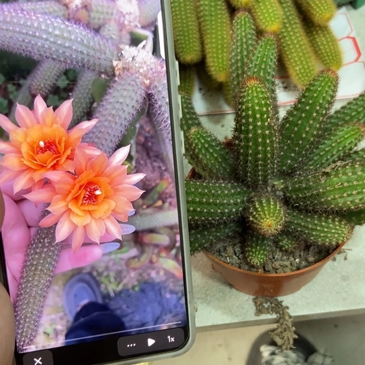 仙人球橙垂钓金妞一盆