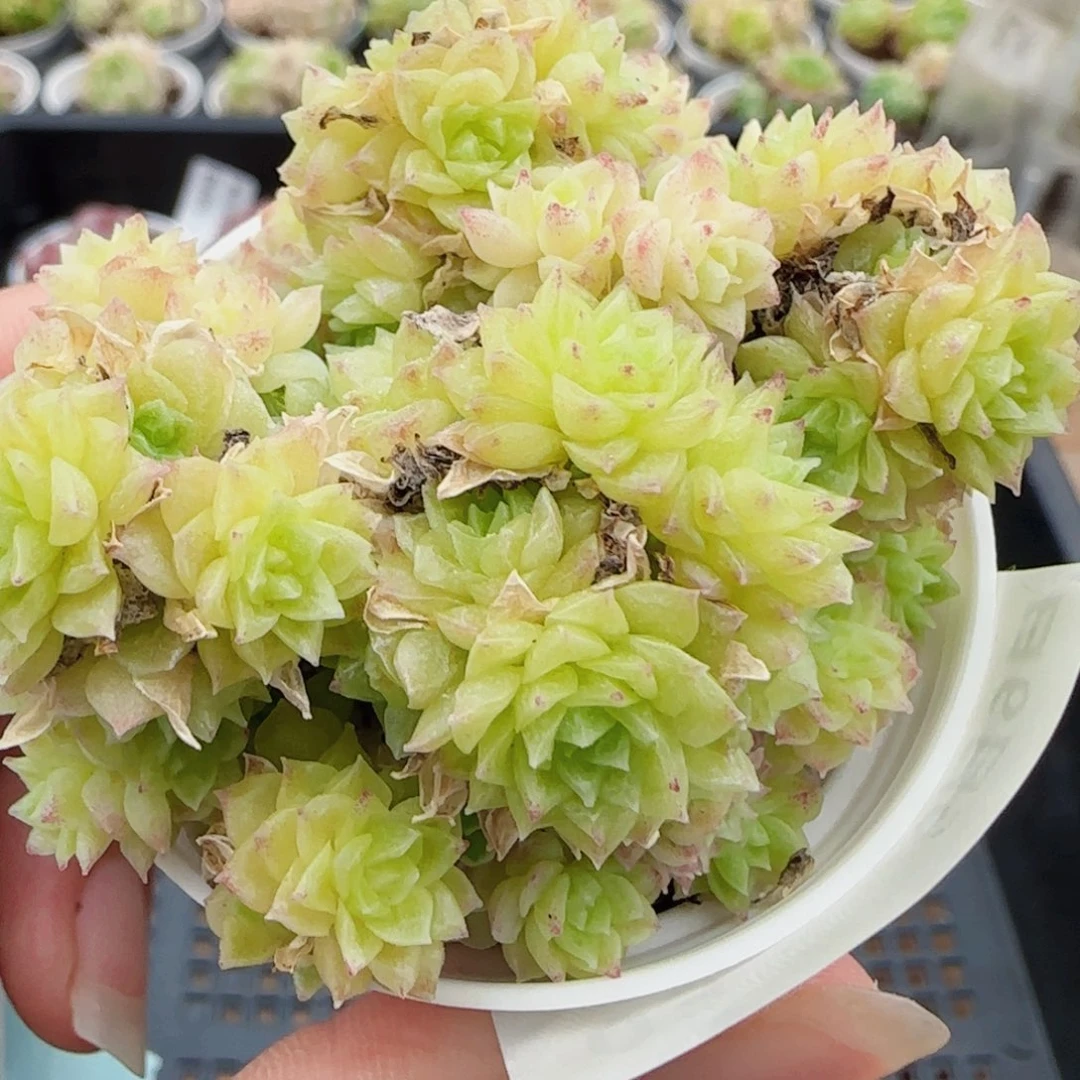 花语逸境0609-03开播福利散