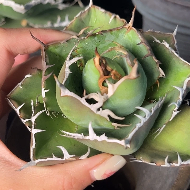 无花朵龙舌兰仁王冠卡比兽