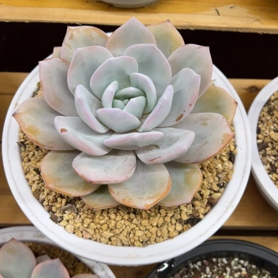 奶茶 老桩 夏鸣园艺