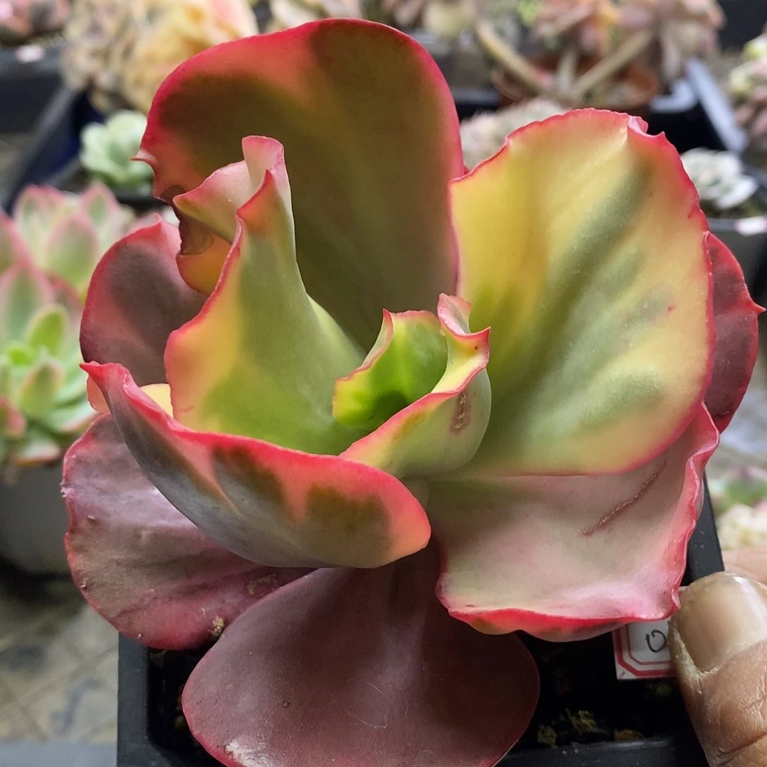 0799火烈鸟锦多肉