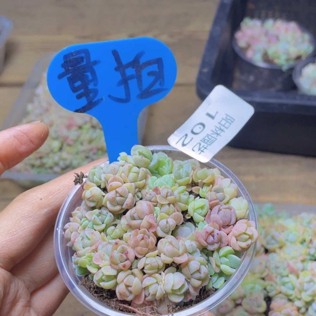 量拍多肉植物多肉植物102