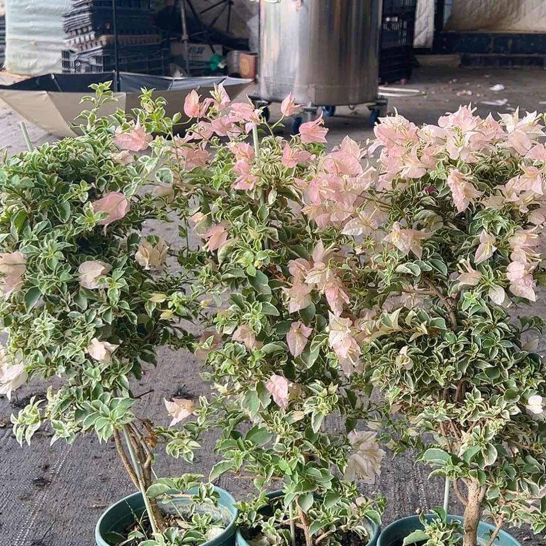 当前无花栽培后可以开花少女心带竹一颗
