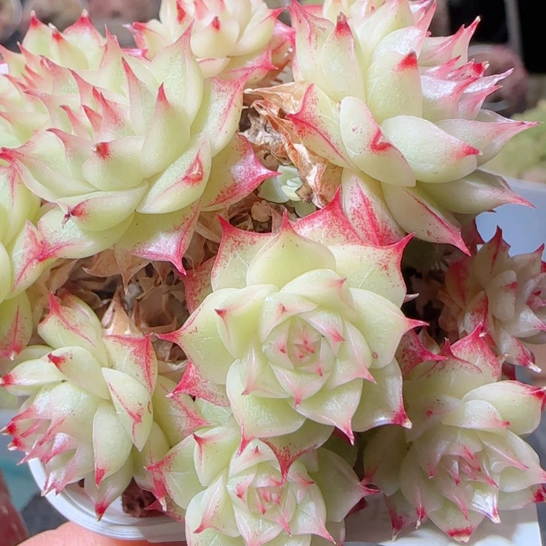 花语多肉1220-72麦秆散